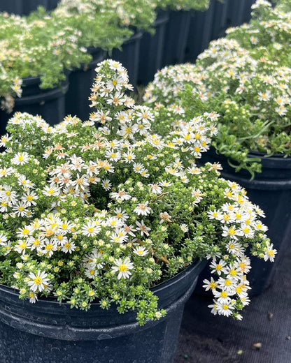 Perennial Farm Aster Ericoides ‘Snow Flurry’ (White Heath Aster) – Live Perennial in #1 Container