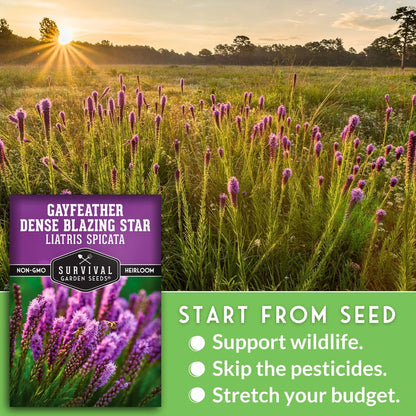 Survival Garden Seeds - Dense Blazing Star (Liatris spicata) | Gayfeather | Prairie Feather | North