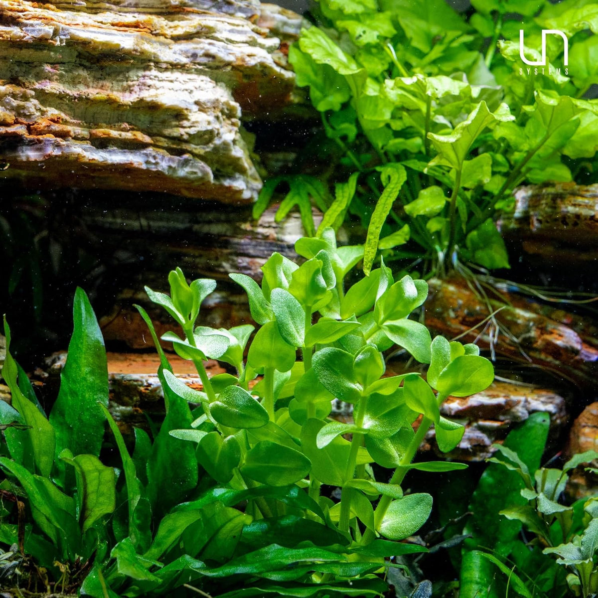 Ultum Nature Systems Live Tissue Culture - Purple Bacopa (Bacopa salzmannii) - Moderate - Moderate