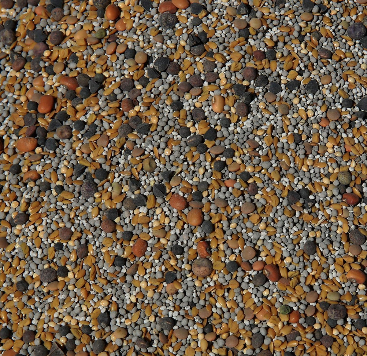 No-Till Cover Crop 13-Seed Mix: 50% Clovers Plus Fenugreek, Vetch, Flax, Cowpeas, Buckwheat, Forage