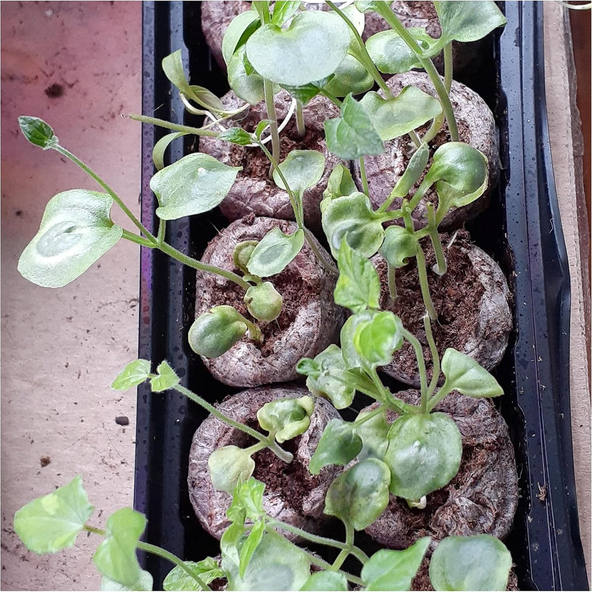 Seed Needs, Black-Eyed Susan Vine Seeds - 100 Heirloom Seeds for Planting Thunbergia alata - Annual