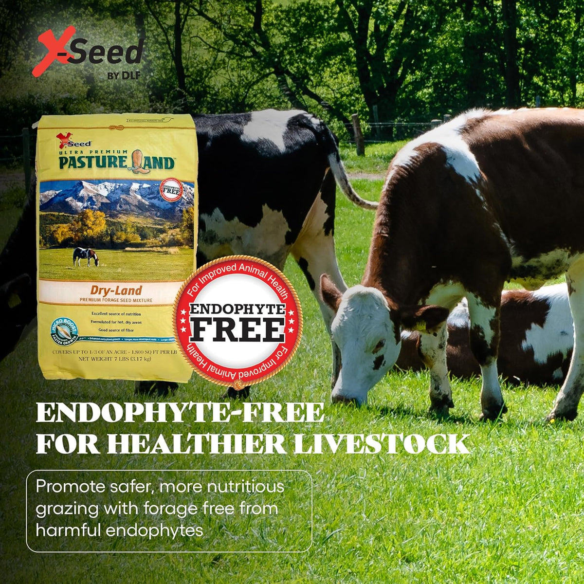 X-Seed Pasture Land Dry-Land Forage Seed Mixture with Micro-Boost – Tall Fescue Orchard Grass