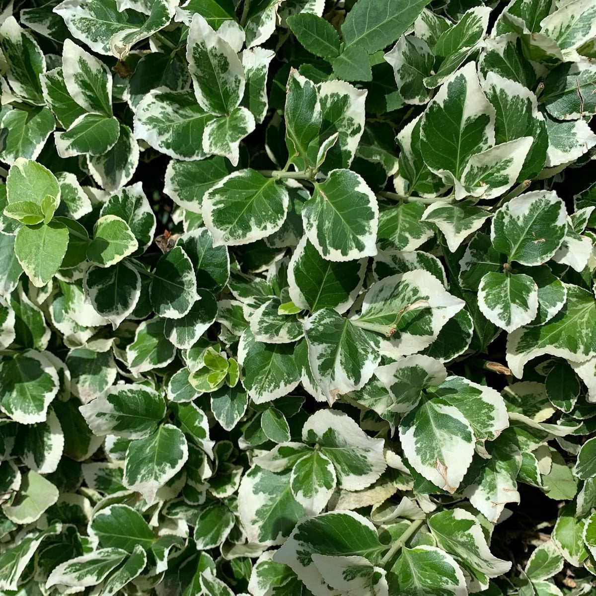 6 Emerald Gaiety Euonymus in 3.5" Nursery Cubes | Euonymus fortunei ‘Emerald Gaiety’ | Live Plants