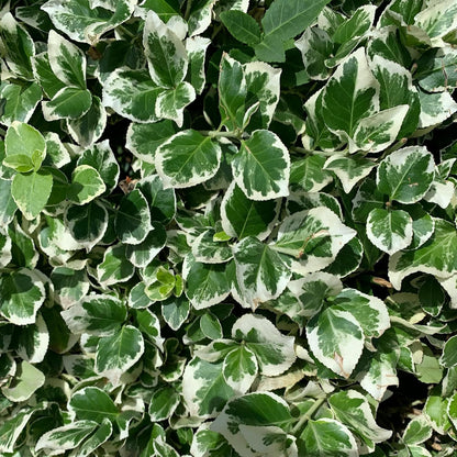 6 Emerald Gaiety Euonymus in 3.5" Nursery Cubes | Euonymus fortunei ‘Emerald Gaiety’ | Live Plants