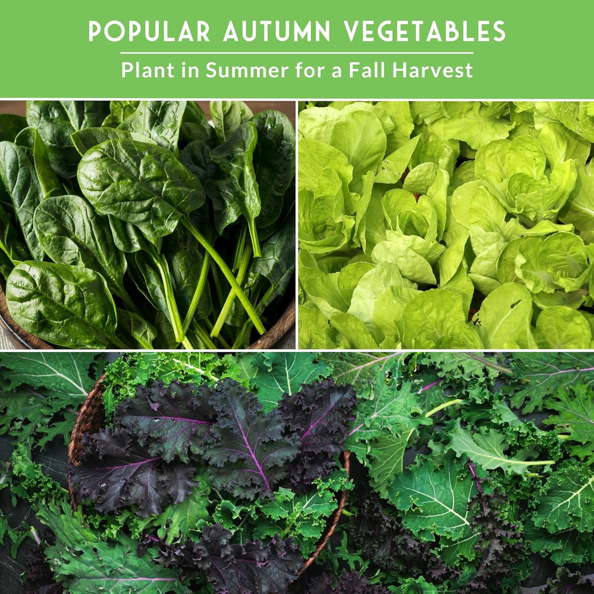 Fall & Winter Vegetable Seed Collection – 8 Packs of Non-GMO Heirloom Seeds for Planting Vegetables