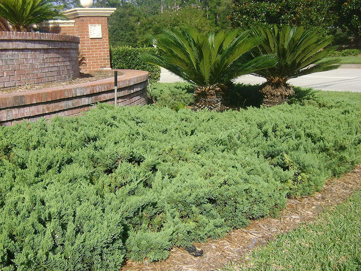 Juniper Parsoni - 40 Live Plants - Juniperus Squamata Expansa Parsons - Drought Tolerant Cold Hardy