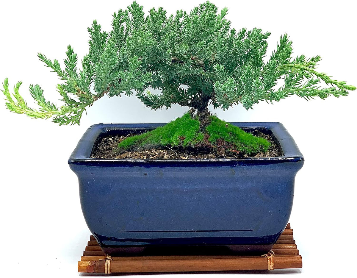 Live Dwarf Juniper Bonsai Tree 7 Year Old with Hand-Made Bamboo Stand | Juniper or Jade Bonsai Tree