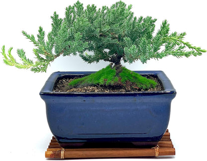 Live Dwarf Juniper Bonsai Tree 7 Year Old with Hand-Made Bamboo Stand | Juniper or Jade Bonsai Tree