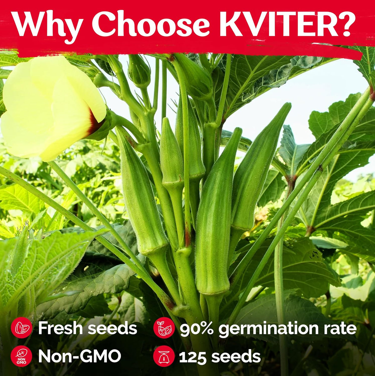 KVITER 125 Clemson Spineless 80 Okra Seeds for Planting (Abelmoschus esculentus) – Heirloom &