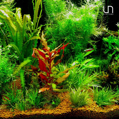 Ultum Nature Systems Sagittaria Subulata Tissue Culture Live Plant for Aquarium, Aquascape