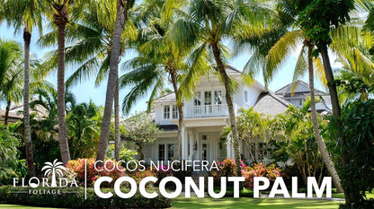 Coconut Palm | 2 Large Gallon Size Plants | Cocos nucifera | Tropical Landscaping, Indoor Tree