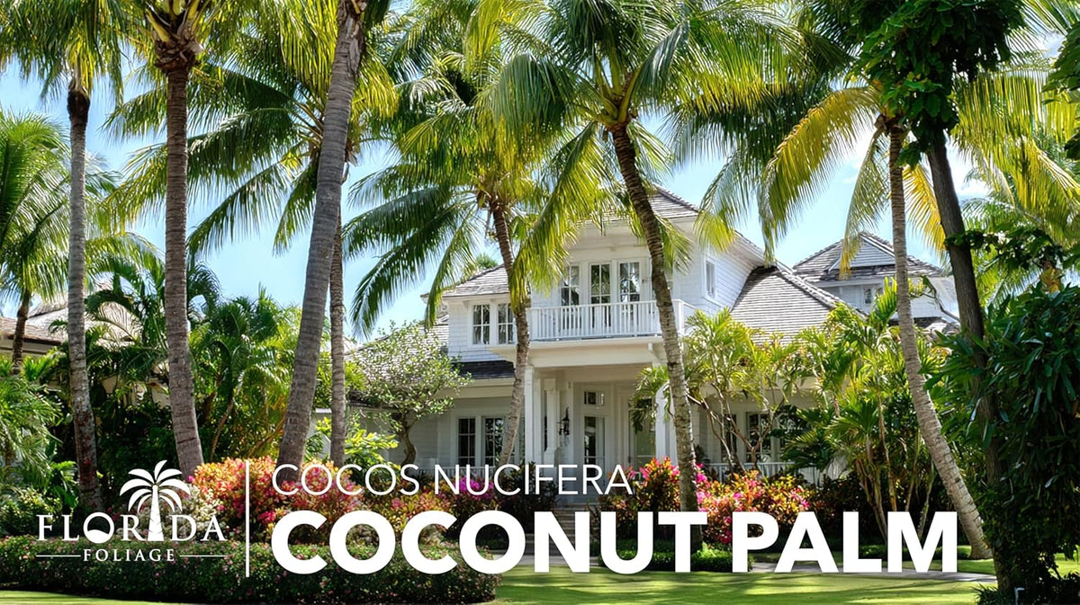 Coconut Palm | 3 Large Gallon Size Plants | Cocos nucifera | Tropical Landscaping, Indoor Tree