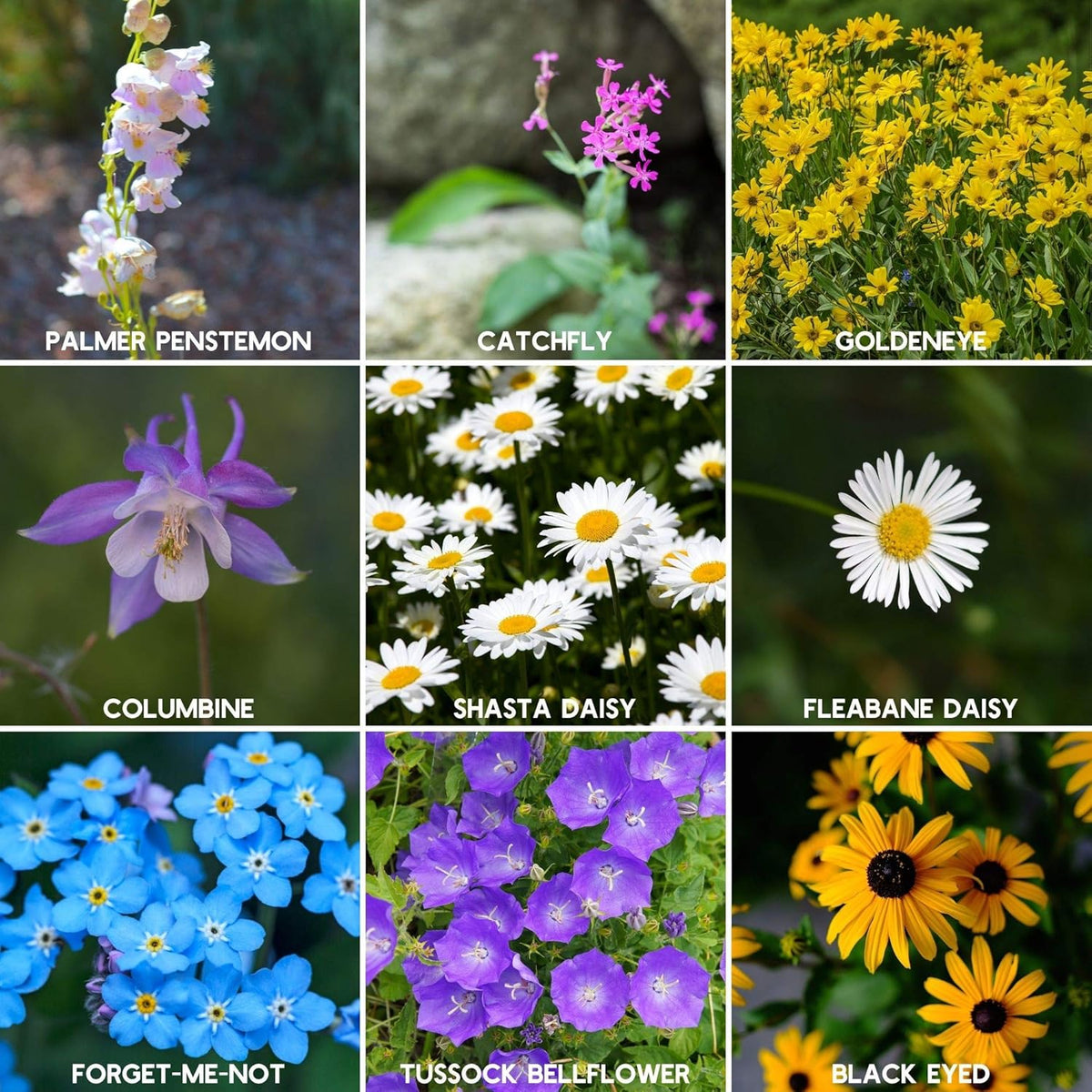 Wildflower Seeds - Rocky Mountain Mix, 2 oz (80,000+ Seeds) – 18 Non-GMO Varieties – Bulk