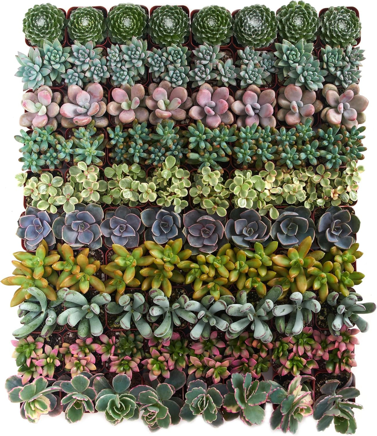 Shop Succulents Assorted Succulent Plant Pack Collection - Live Mini Succulent Plants, Low