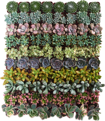 Shop Succulents Assorted Succulent Plant Pack Collection - Live Mini Succulent Plants, Low
