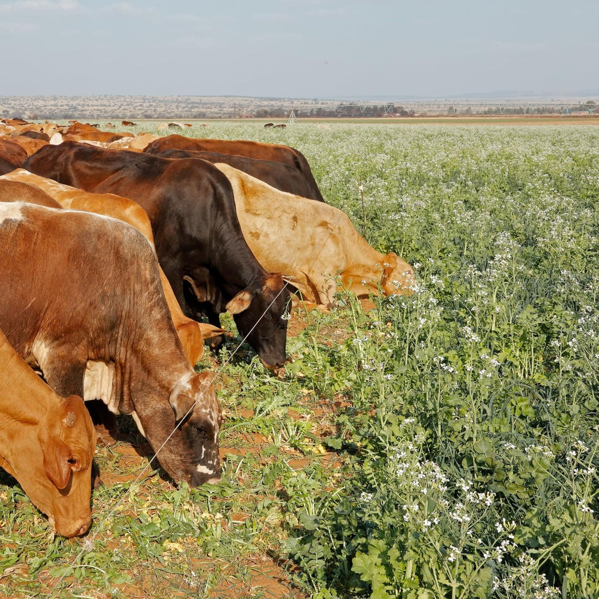 No-Till Forage Friendly Cover Crop Seed Mix – 5 lb, Covers 1,000 Sq. Ft. – 9 Winter-Kill Varieties