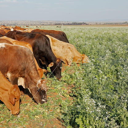 No-Till Forage Friendly Cover Crop Seed Mix – 5 lb, Covers 1,000 Sq. Ft. – 9 Winter-Kill Varieties