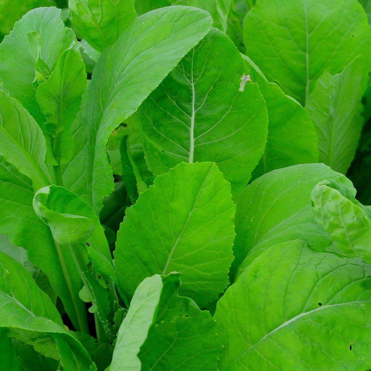 Komatsuna Tendergreen Spinach Mustard - 500 Seeds - Heirloom Variety, Non-GMO Vegetable Seeds for
