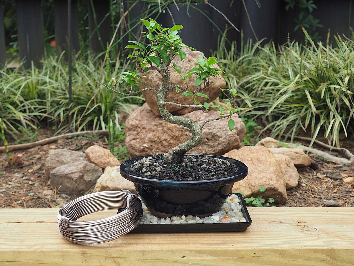 Anodized Aluminum 2.0mm Bonsai Training Wire 250g Large Roll (95 feet) - Choose Your Size and Color
