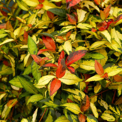 Jasmine Summer Sunset - 60 Live Plants - Trachelospermum Asiaticum - Colorful Groundcover Vine