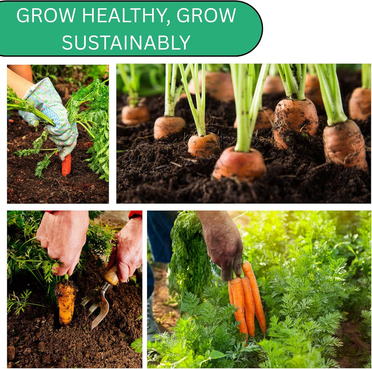 Woods Creek Seeds: Imperator 58 Carrot Seeds for Planting - Over 1,000 Heirloom Carrot Seed Pack