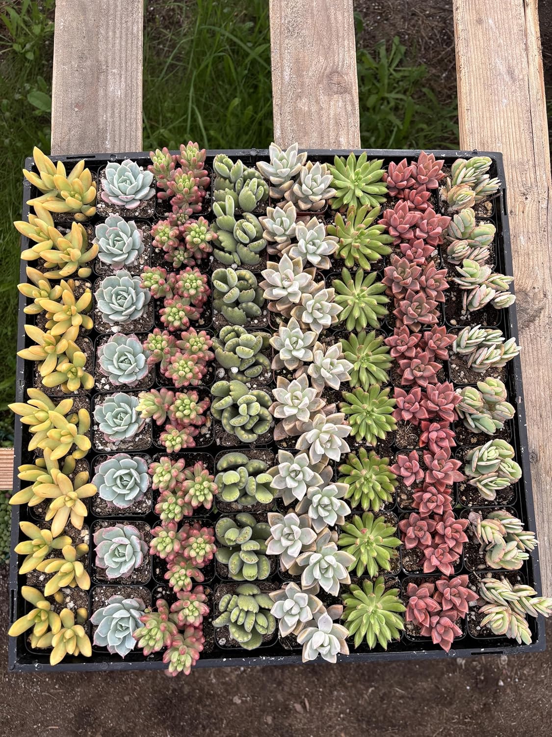 Live Succulents Plants Mystery Pack - Variety of Well Rooted Plants in 2 Inch Pots - Real, Small