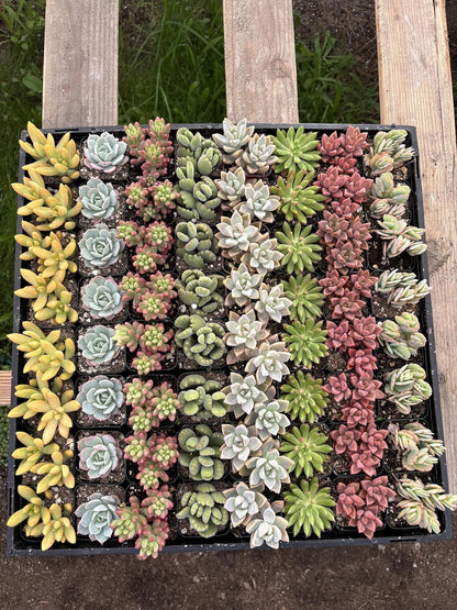 Live Succulents Plants Mystery Pack - Variety of Well Rooted Plants in 2 Inch Pots - Real, Small