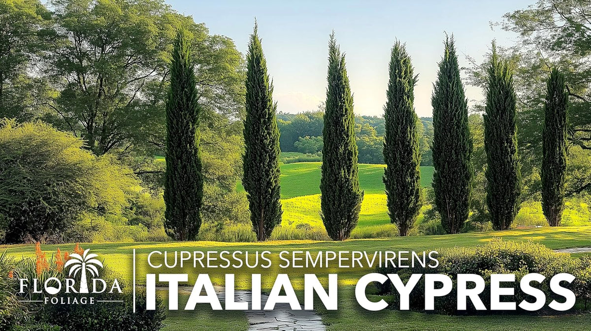 Italian Cypress | 1 Large Gallon Size Tree | Cupressus sempervirens | Narrow Evergreen Plants |
