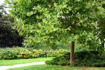 American Sycamore | 1 Large Gallon Size Tree | Platanus occidentalis | Fast-Growing Shade Plants |