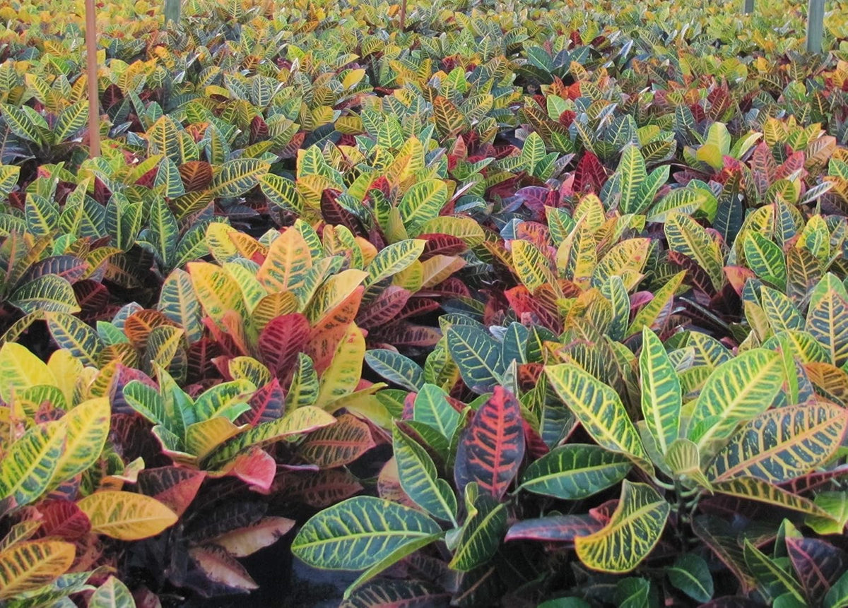 Croton Petra Plant - Tropical Foliage Plant Live - Overall Height 20" to 24" - Tropical Plants of