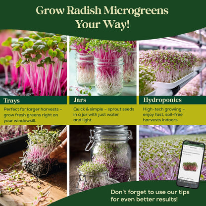 Radish Sprouting & Microgreens Seeds - 50,000 Non-GMO Heirloom Seed, 1lb Resealable Bag