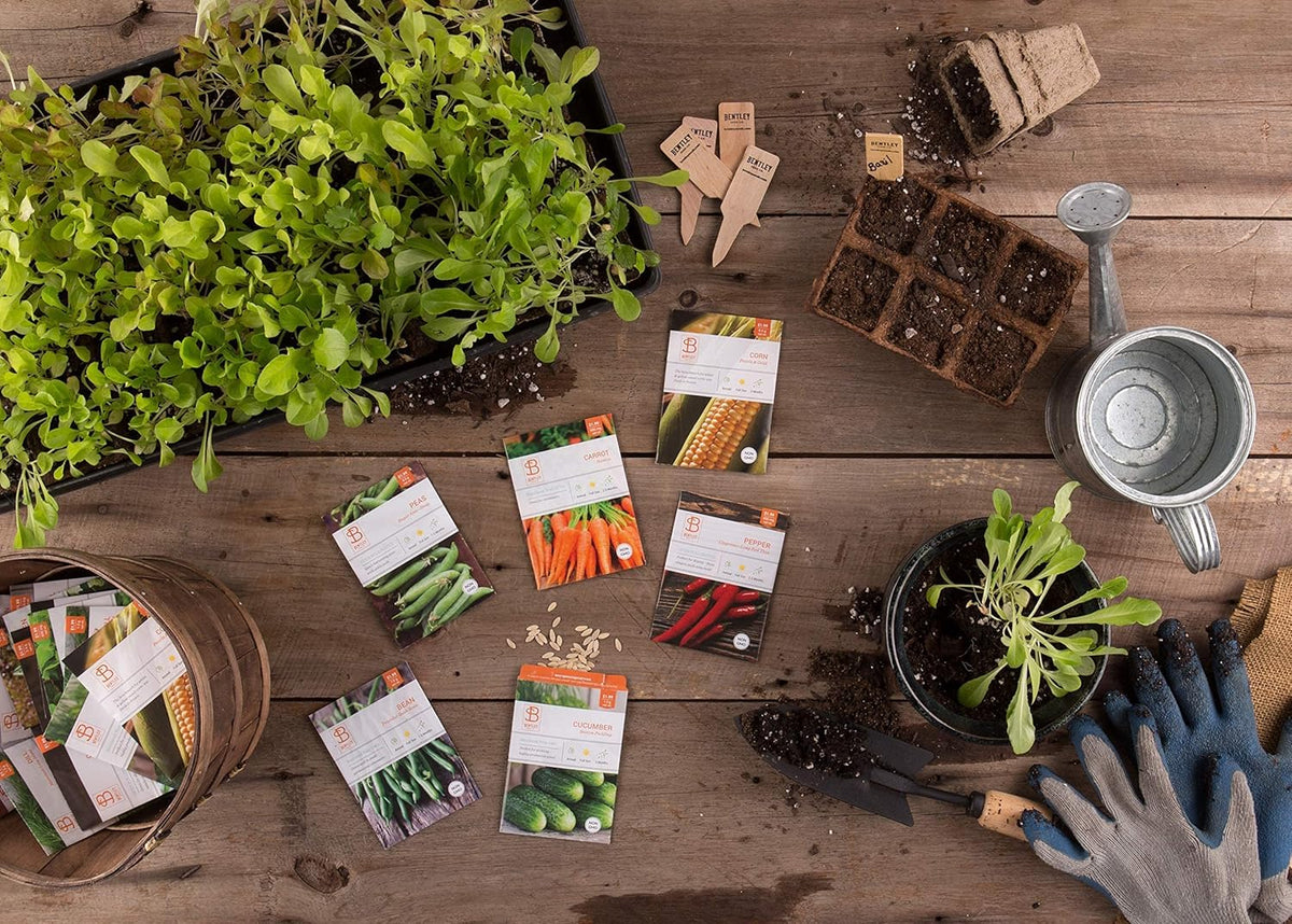 Bentley 20 Pack Garden Seeds for Planting - Non GMO Vegetable Variety Pack for Indoor and Outdoor
