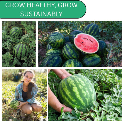 Woods Creek Seeds: Crimson Sweet Watermelon Seeds for Planting - Over 45 Heirloom Watermelon Seed