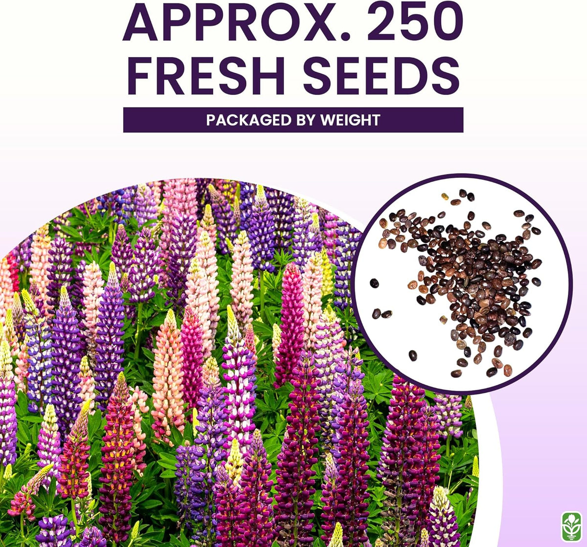 Russell Lupine Seeds Perennial - Grows 40" Tall - Perennial Wildflowers for Winter & Fall Planting