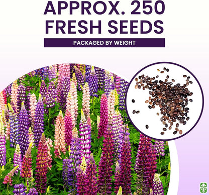 Russell Lupine Seeds Perennial - Grows 40" Tall - Perennial Wildflowers for Winter & Fall Planting