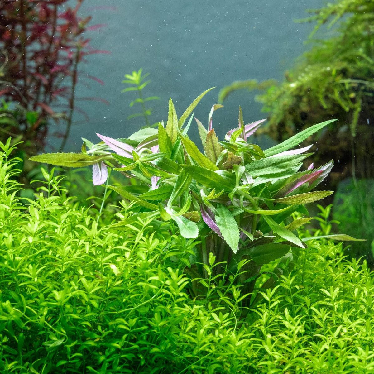 SubstrateSource Live Aquarium Stem Plants - Freshwater Aquatic Plant for Fish Tanks, Aquascaping