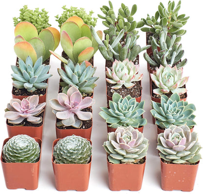 Shop Succulents Pastel Succulent Plant Pack Bulk Collection - Live Mini Succulent Plants, Low