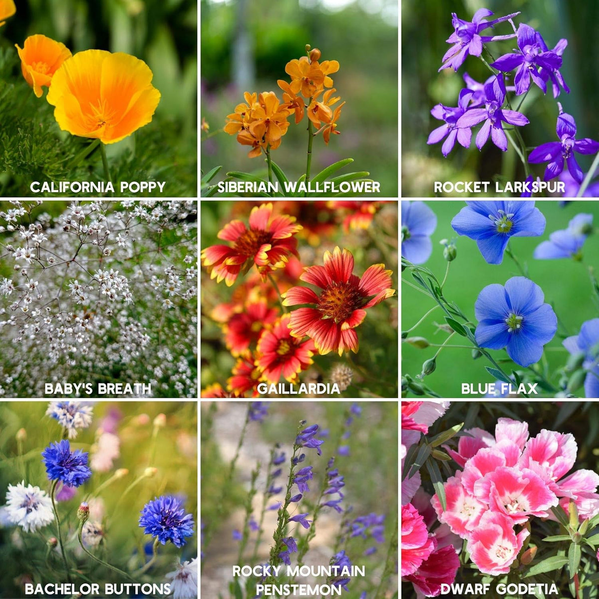Wildflower Seeds - Rocky Mountain Mix, 2 oz (80,000+ Seeds) – 18 Non-GMO Varieties – Bulk