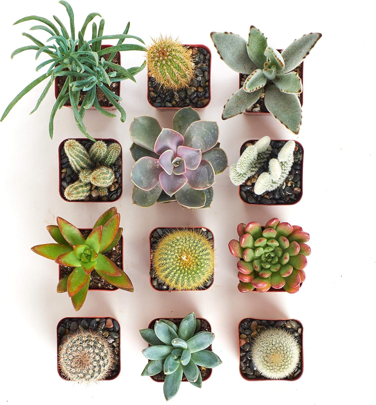 Shop Succulents Premium Live Mini Cactus and Succulent Plants in 2" Pots, Easy Care Indoor or