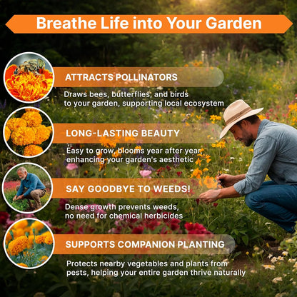 Marigold Seeds Pack 1 oz - Over 9,250 Non-GMO Heirloom Marigold Seeds for Planting Indoor & Outdoor