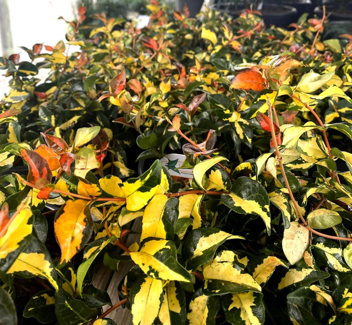 Jasmine Summer Sunset - 20 Live Plants - Trachelospermum Asiaticum - Colorful Groundcover Vine