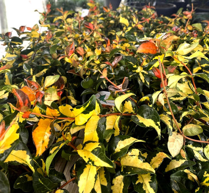 Jasmine Summer Sunset - 20 Live Plants - Trachelospermum Asiaticum - Colorful Groundcover Vine