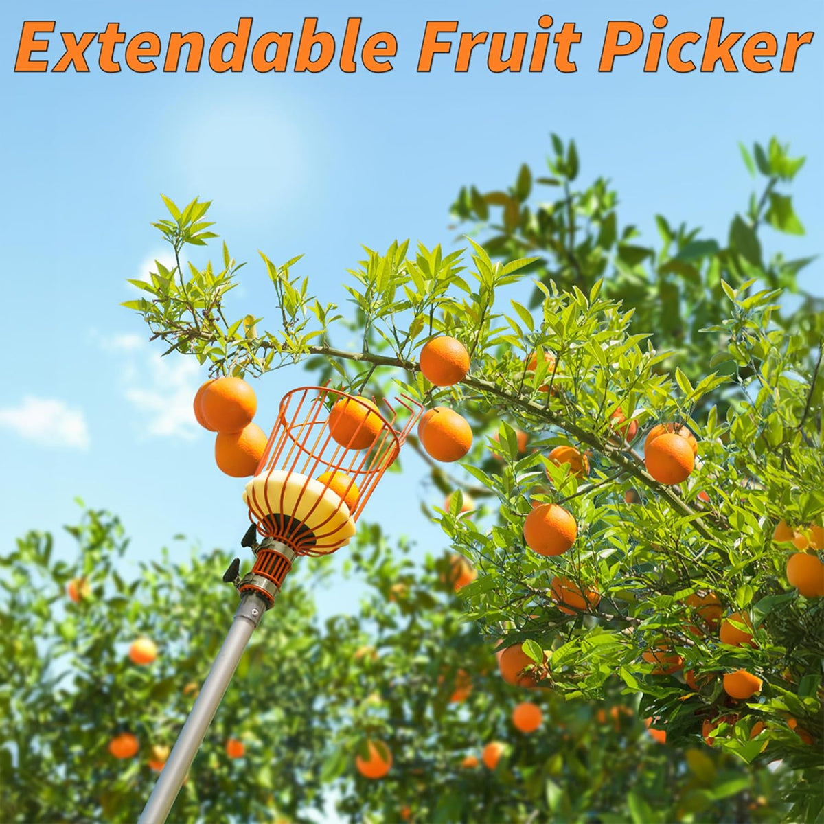 Fruit Picker Pole with Basket Telescoping 5-24 ft Apple Picker Extension Pole // Telescopic Fruit
