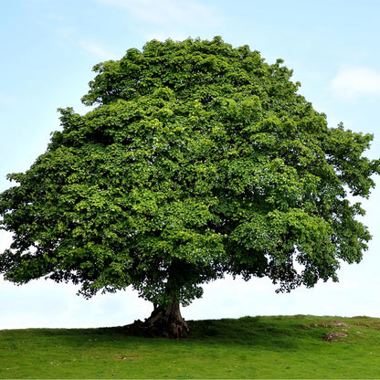 American Sycamore | 1 Large Gallon Size Tree | Platanus occidentalis | Fast-Growing Shade Plants |