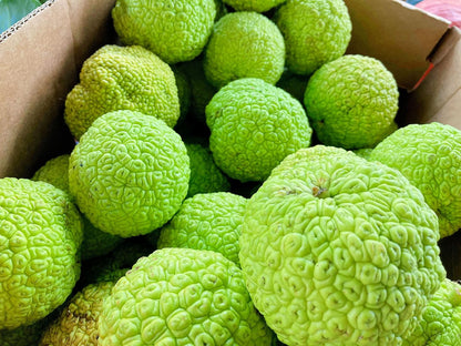 Hedgeballs, Osage Oranges - Naturally Remove Bugs and Spiders - All Natural, Grown in Iowa (16