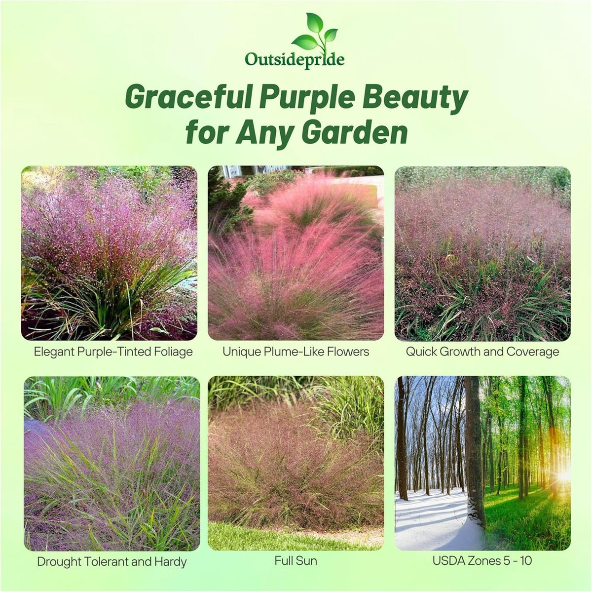 Outsidepride 1000 Seeds Perennial Eragrostis Spectabilis Ornamental Love Grass Seed for Planting