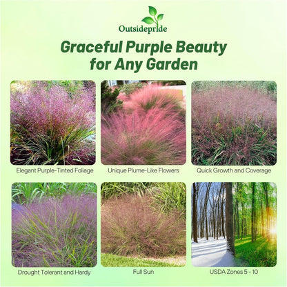 Outsidepride 1000 Seeds Perennial Eragrostis Spectabilis Ornamental Love Grass Seed for Planting