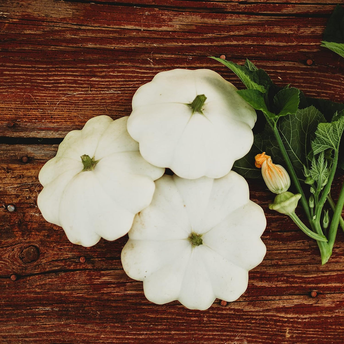 Early White Bush Scallop Squash (White Patty Pan Squash) - 25 Seeds - Bush Squash Variety, Non-GMO