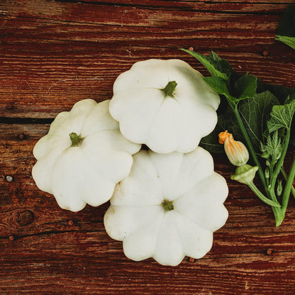Early White Bush Scallop Squash (White Patty Pan Squash) - 25 Seeds - Bush Squash Variety, Non-GMO
