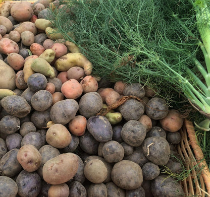 Simply Seed Potato Mix, 5 lbs. Certified Seed Non GMO Red Pontiac, Golden Yukons and Purple Majesty